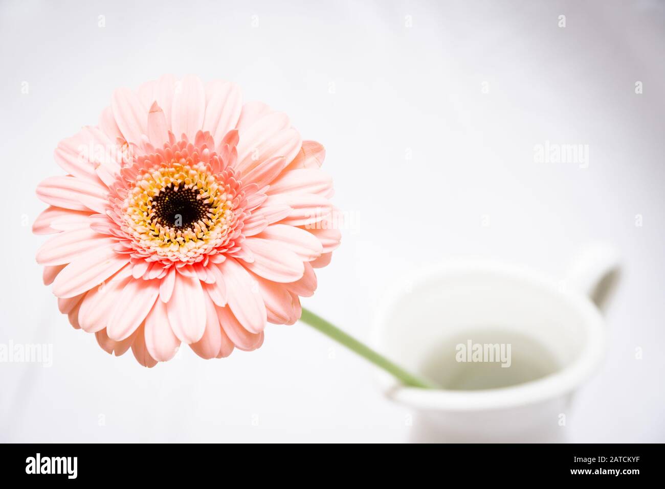 Macro Photo of a Vibrant Pink Gerbera Daisy in a Vase Against a White Background Stock Photo