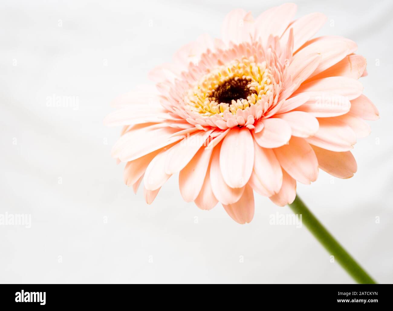 Macro Photo of a Vibrant Pink Gerbera Daisy Against a White Background Stock Photo