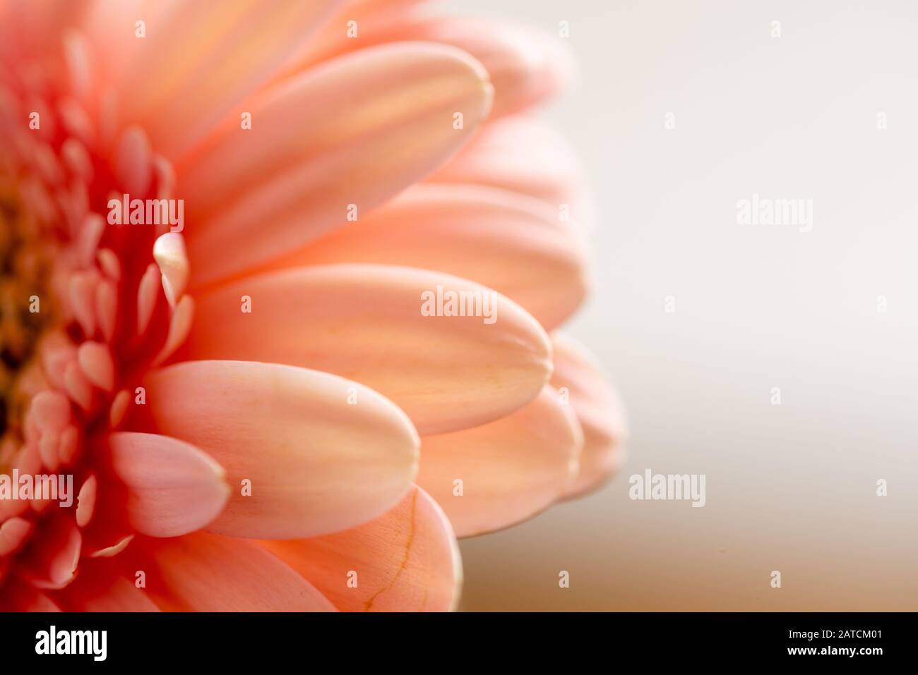 Macro Photo of a Vibrant Pink Gerbera Daisy Against A White Background Stock Photo