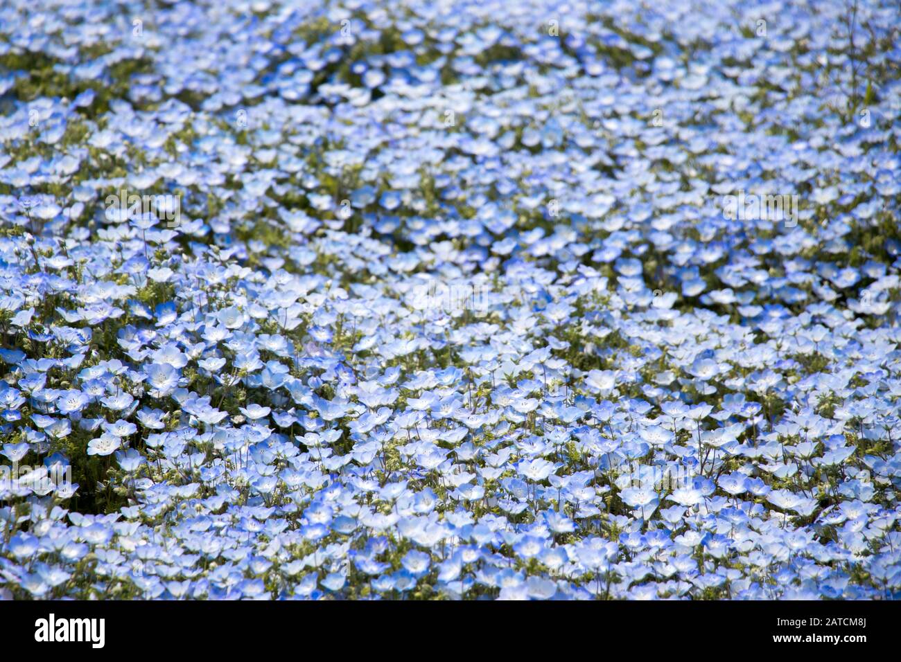 Plants Seeds Bulbs Nemophila Menziesii Blue And Beautiful Baby Blue Eyes 50 Seeds Garden Patio Gel Lib Com Plants Seeds Bulbs Nemophila Menziesii Blue And Beautiful Baby Blue Eyes 50 Seeds Garden Patio Gel Lib Com