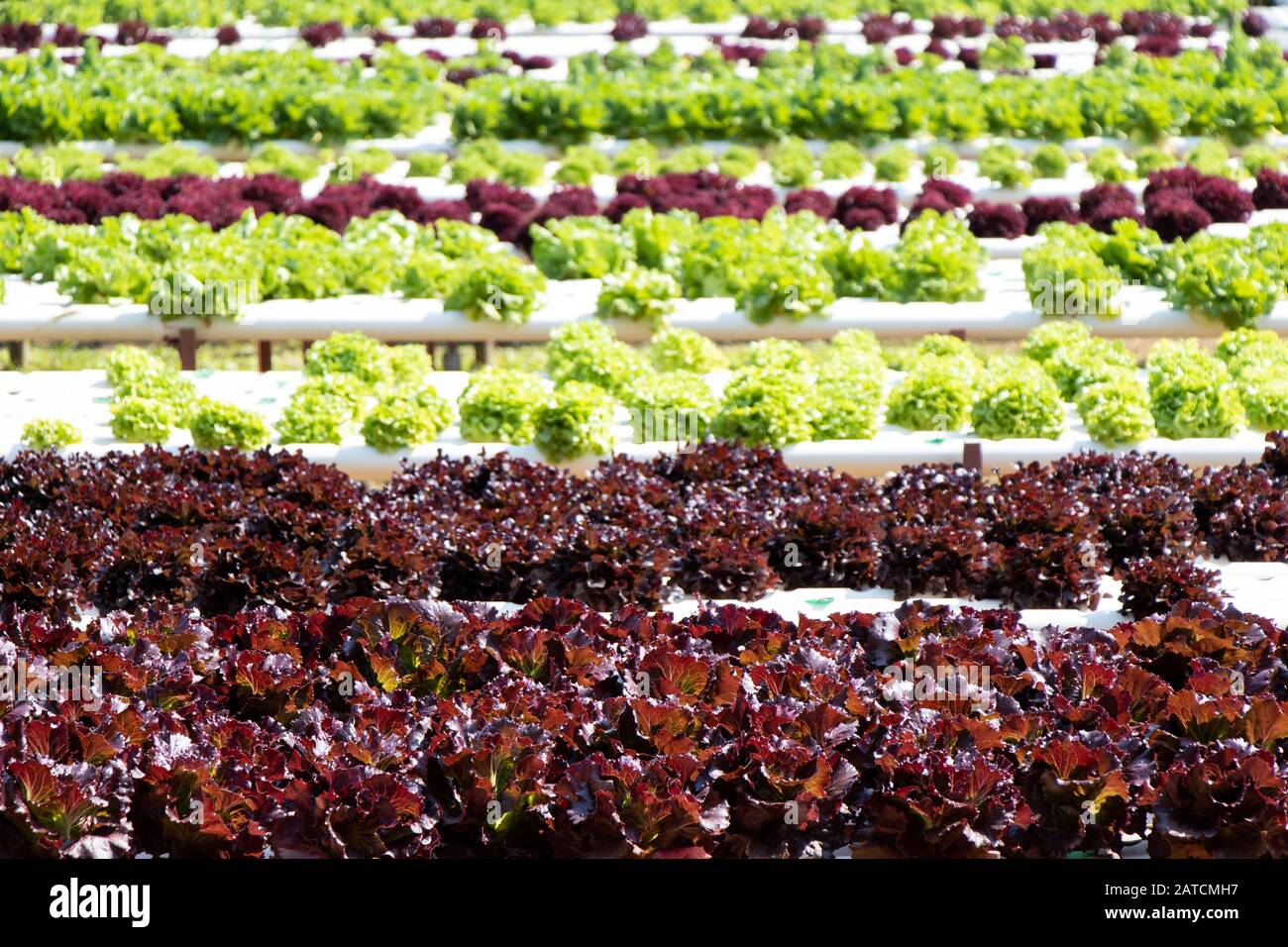 Red and green leaf lettuce farm that plant as hydroponics method Stock