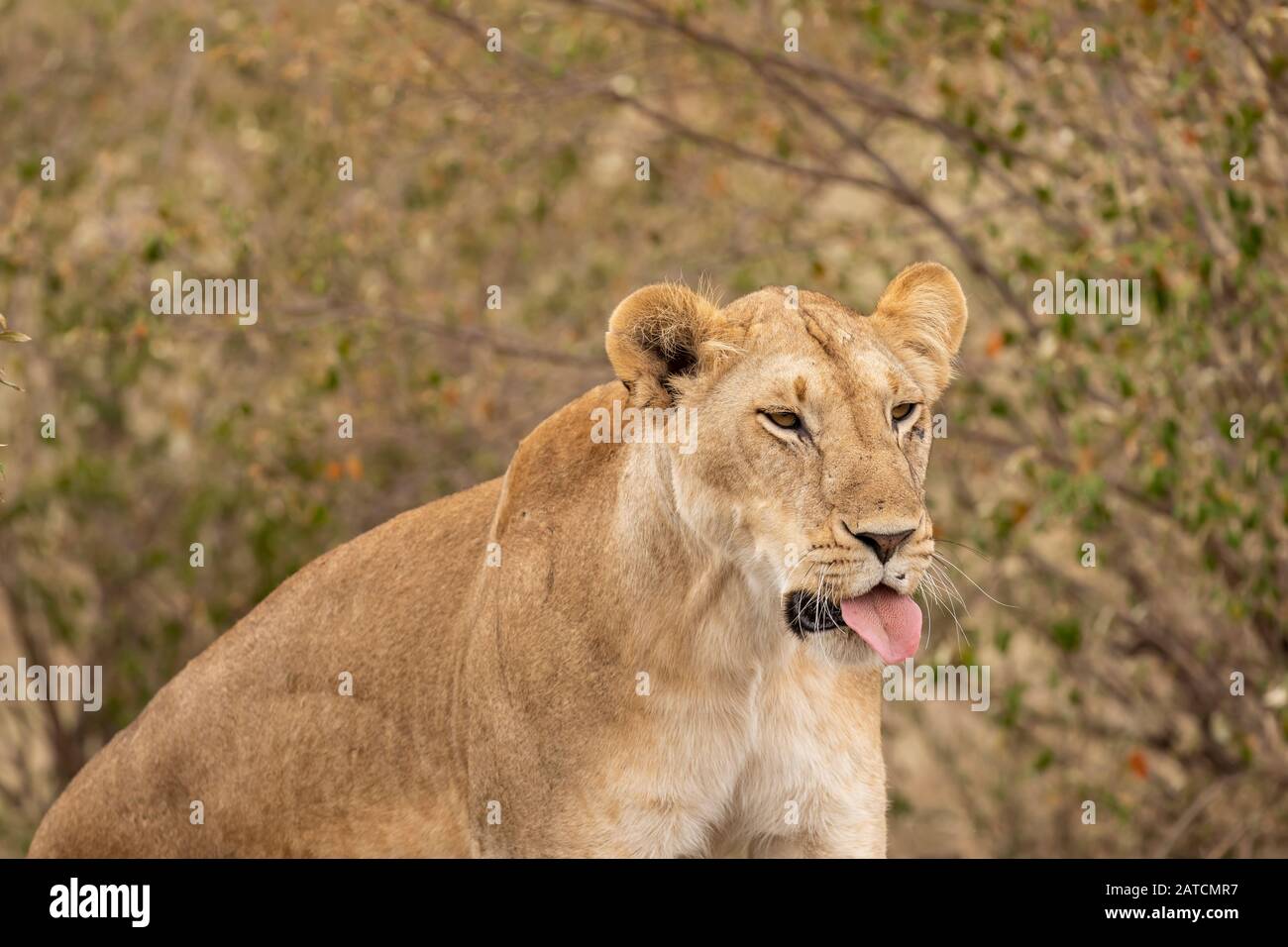 African Lion (Panthera leo) female in acacia woodland in Masai Mara Game Reserve, Kenya Stock Photo