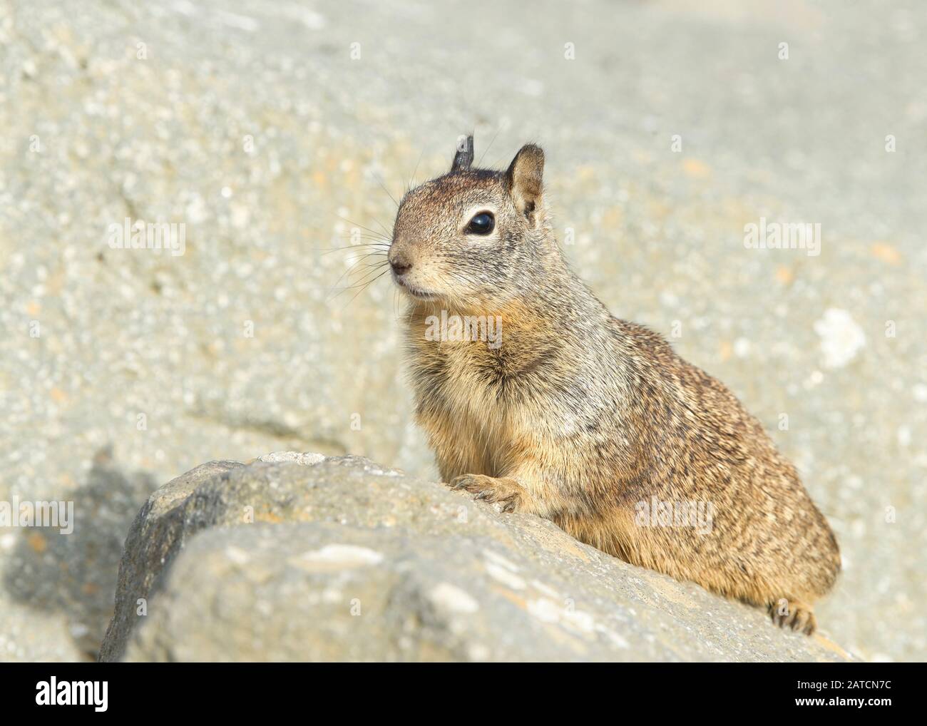 Ground squirrel laying on a rock, paws holding rock, looking to right. The ground squirrels are members of the squirrel family of rodents which genera Stock Photo