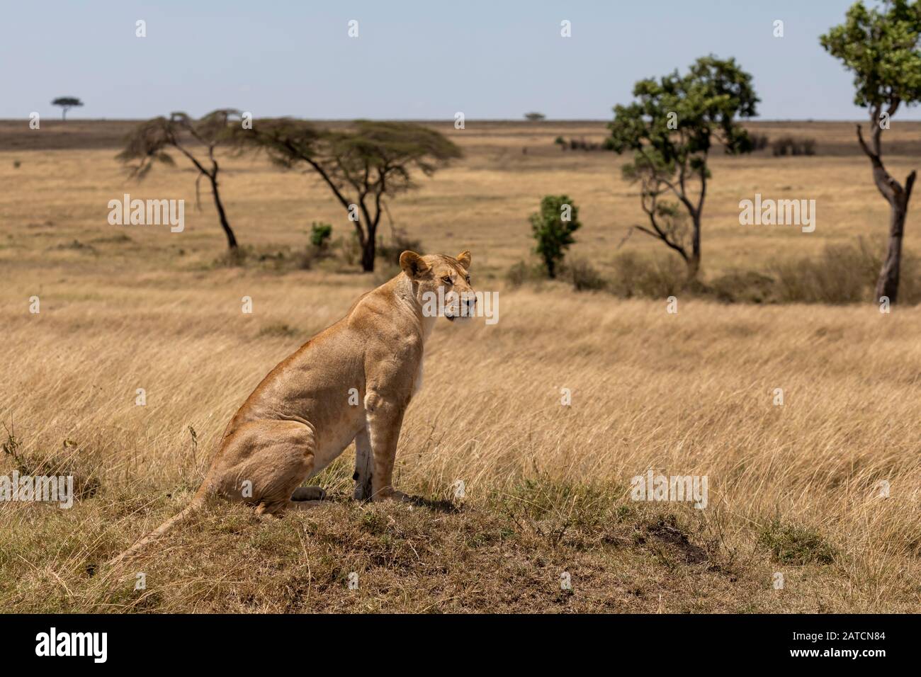 African Lion (Panthera leo) female on a termite mound in Mara North Conservancy, Kenya Stock Photo