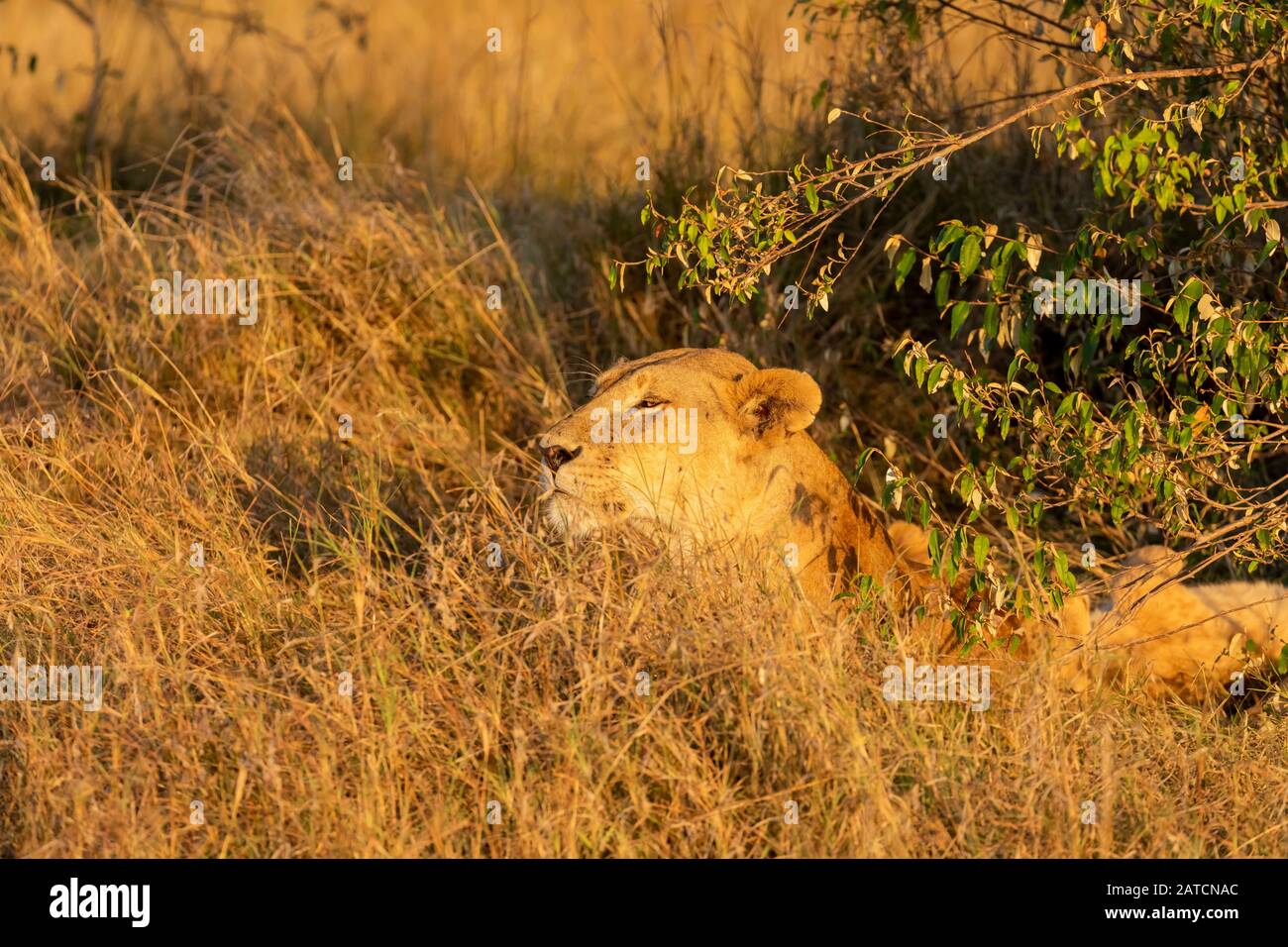 African Lion (Panthera leo) female on alert on the savannah in Mara North Conservancy, Kenya Stock Photo