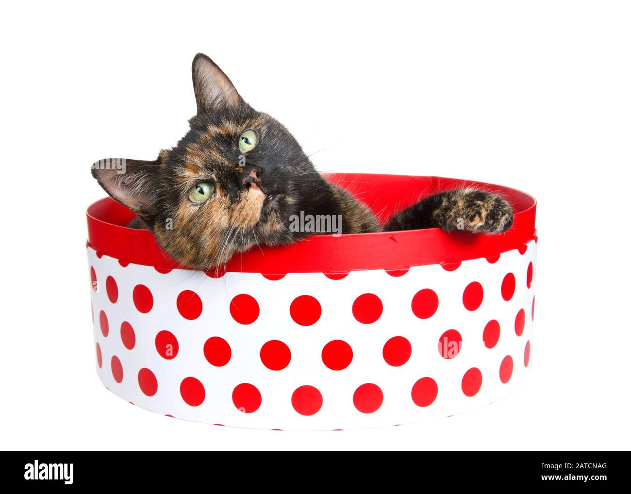Tortoiseshell tortie torbie cat laying in a round white box with red polka dots peaking over the side, paw on box looking slightly above viewer. Isola Stock Photo