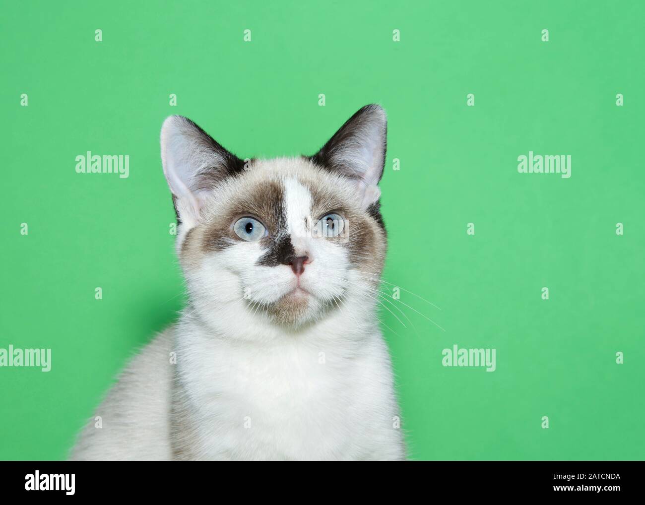 Portrait Of A Seal Point Siamese Kitten With Light Blue Eyes