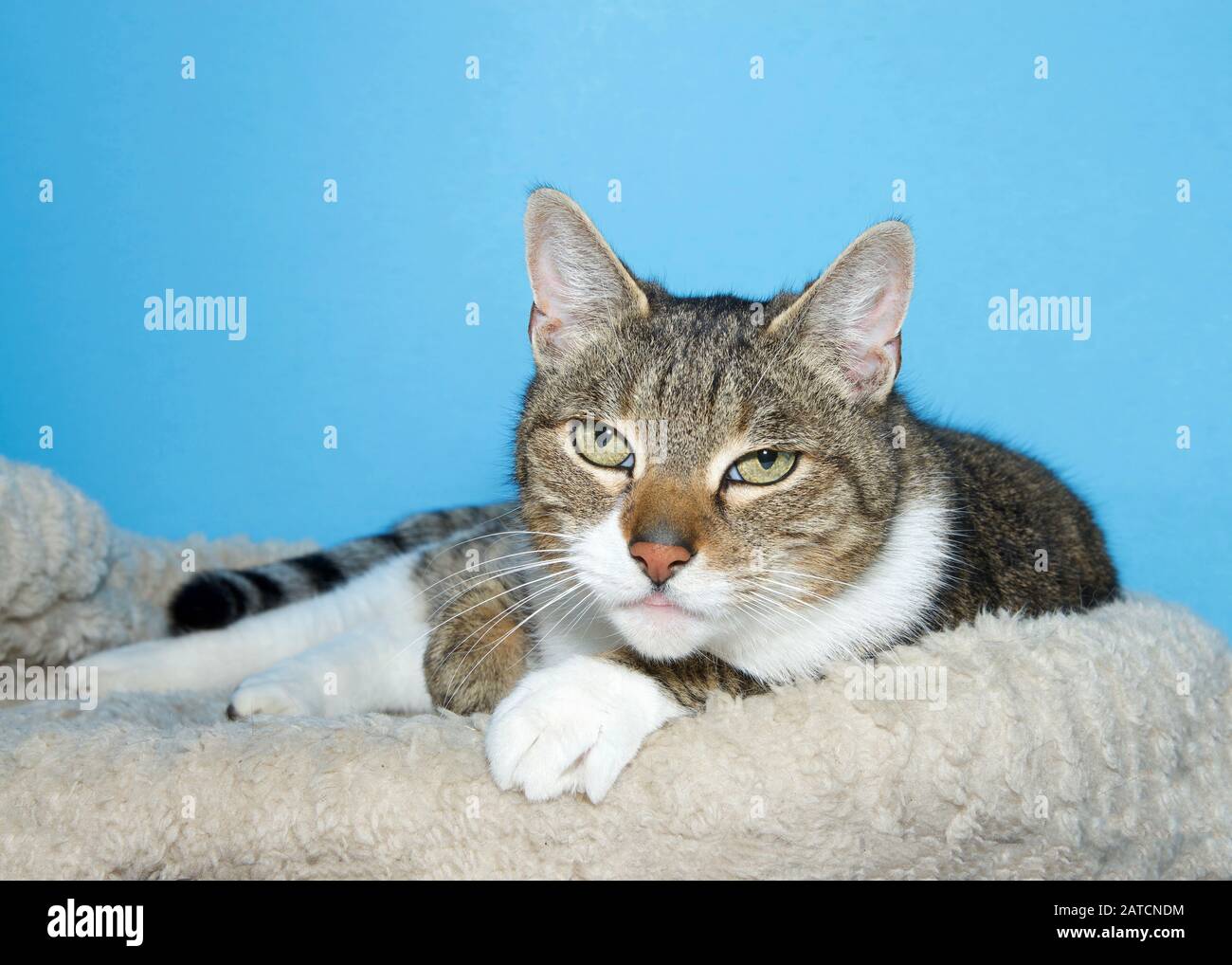 portrait of a tan black and white tabby cat with white paws laying on a