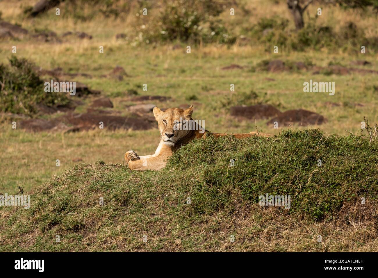 African Lion (Panthera leo) female resting on the savannah in Mara North Conservancy, Kenya Stock Photo