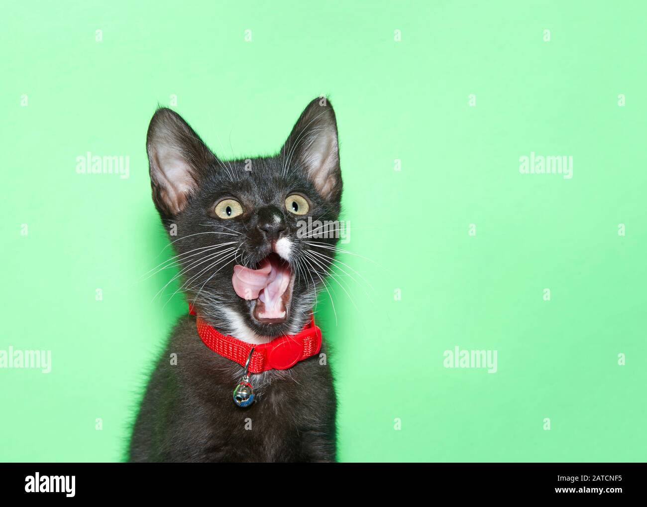 Black cat hot sale collar with bell