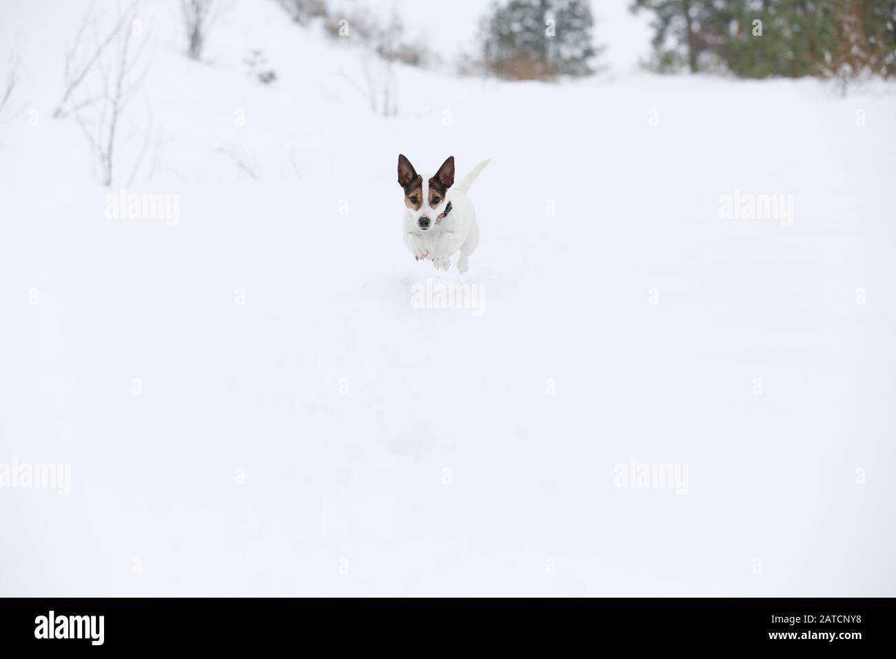 Jack Russell Terrier dog running through deep snow Stock Photo