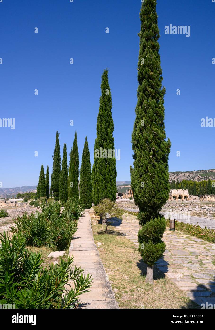 Cypress trees in the ancient Greek city of Hierapolis in Pamukkale