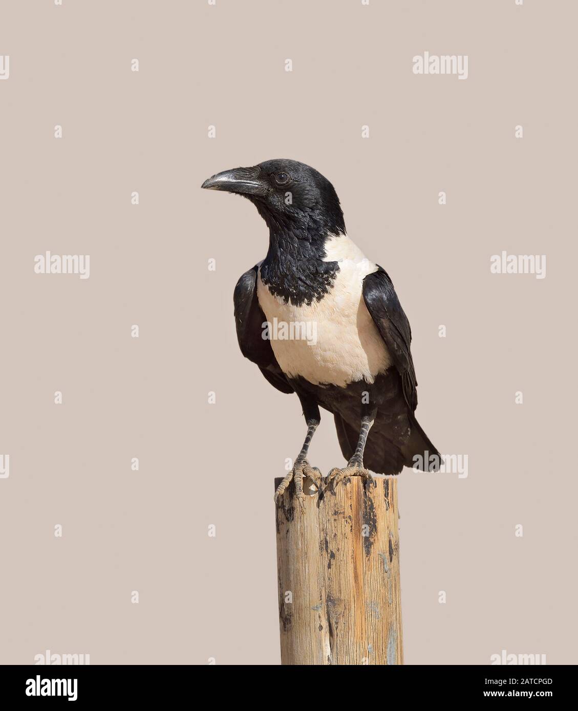 Pied Crow perched on a post Stock Photo