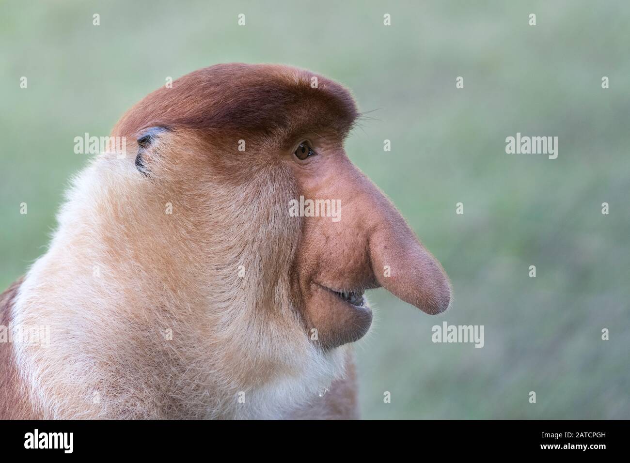 Male Proboscis Monkey, Portrait Stock Photo