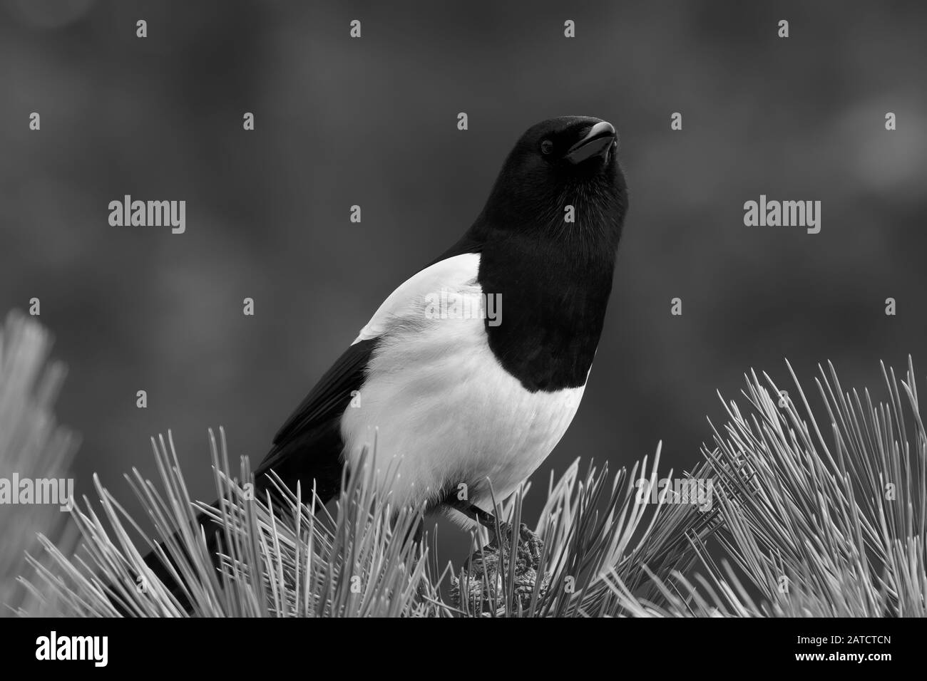 A black-billed magpie sits atop a pine in Rocky Mountain National Park Stock Photo