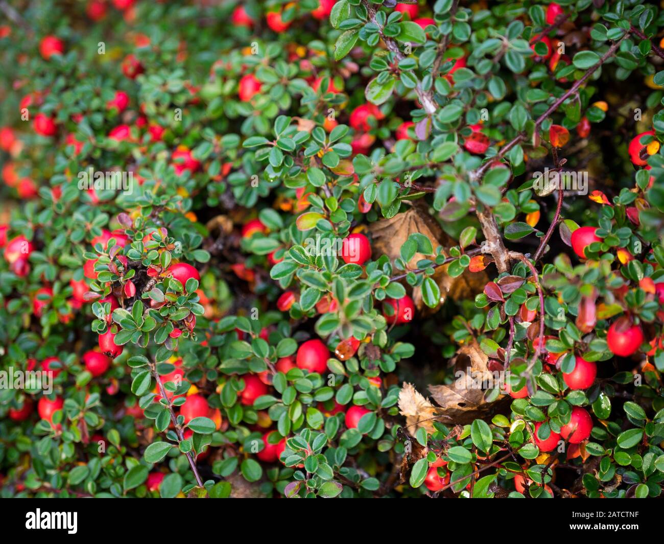 The leaves and fruit of the Common bearberry (Arctostaphylos uva-ursi), also known as Kinnikinnick. Stock Photo