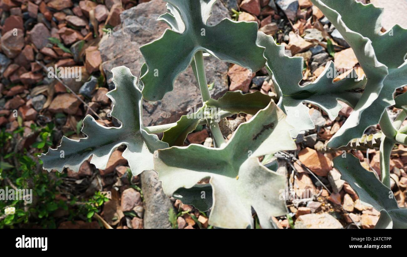 Kalanchoe beharensis is an evergreen succulent perennial in the Crassulaceae family.This plant has gained the Royal Horticultural Society's Award. Stock Photo