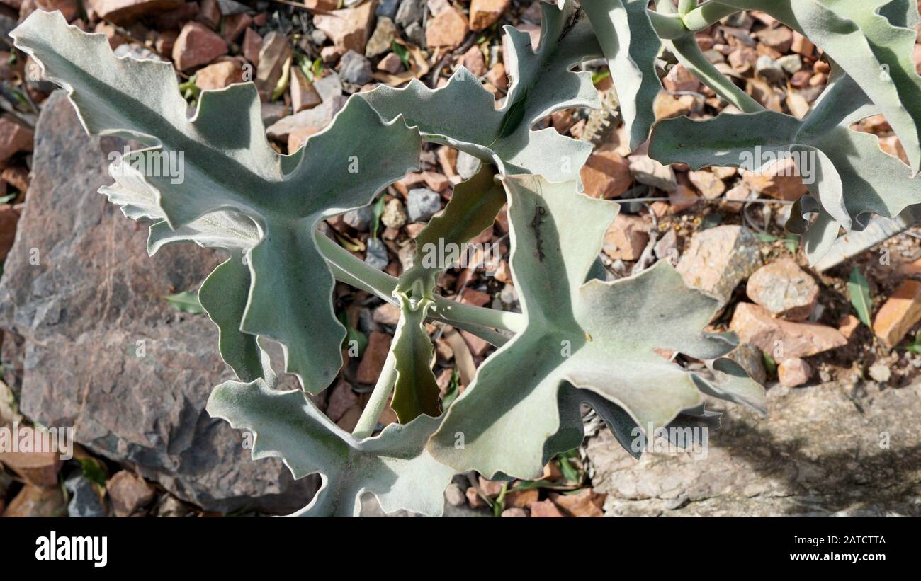 Kalanchoe beharensis is an evergreen succulent perennial in the Crassulaceae family.This plant has gained the Royal Horticultural Society's Award. Stock Photo