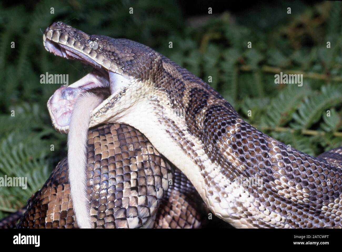 Ring tailed possum hires stock photography and images Alamy