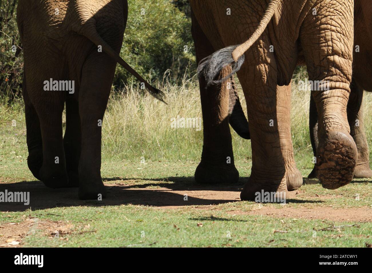 Closeup shot of a group of elephants walking in South Africa Stock Photo