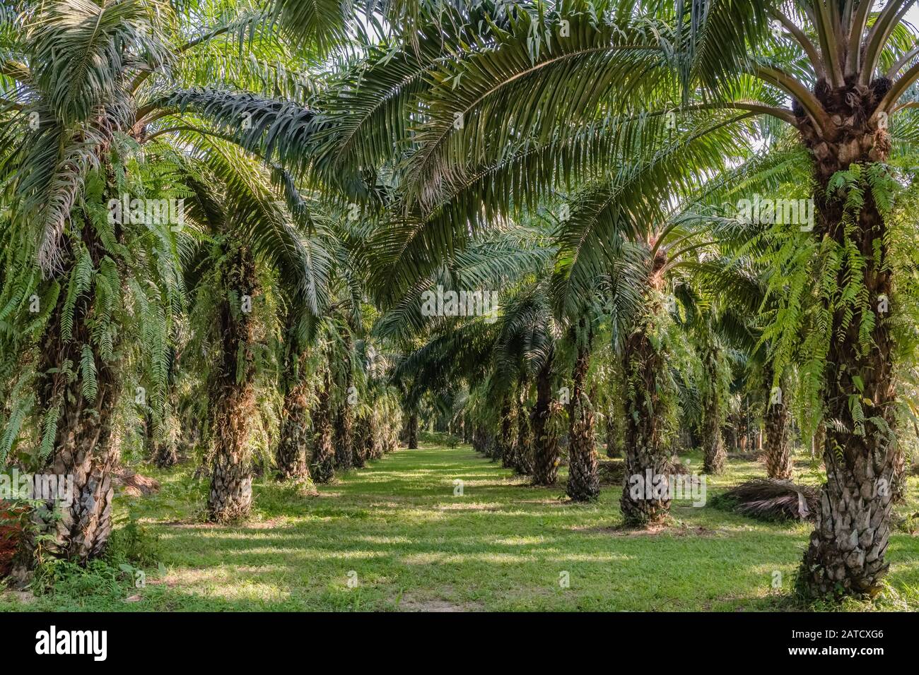 Page 3 Palm Oil High Resolution Stock Photography And Images Alamy