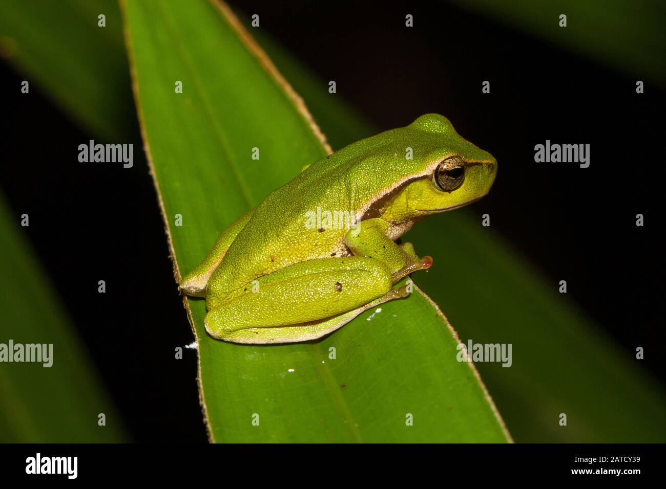 Leafgreen Tree Frog Stock Photo Alamy