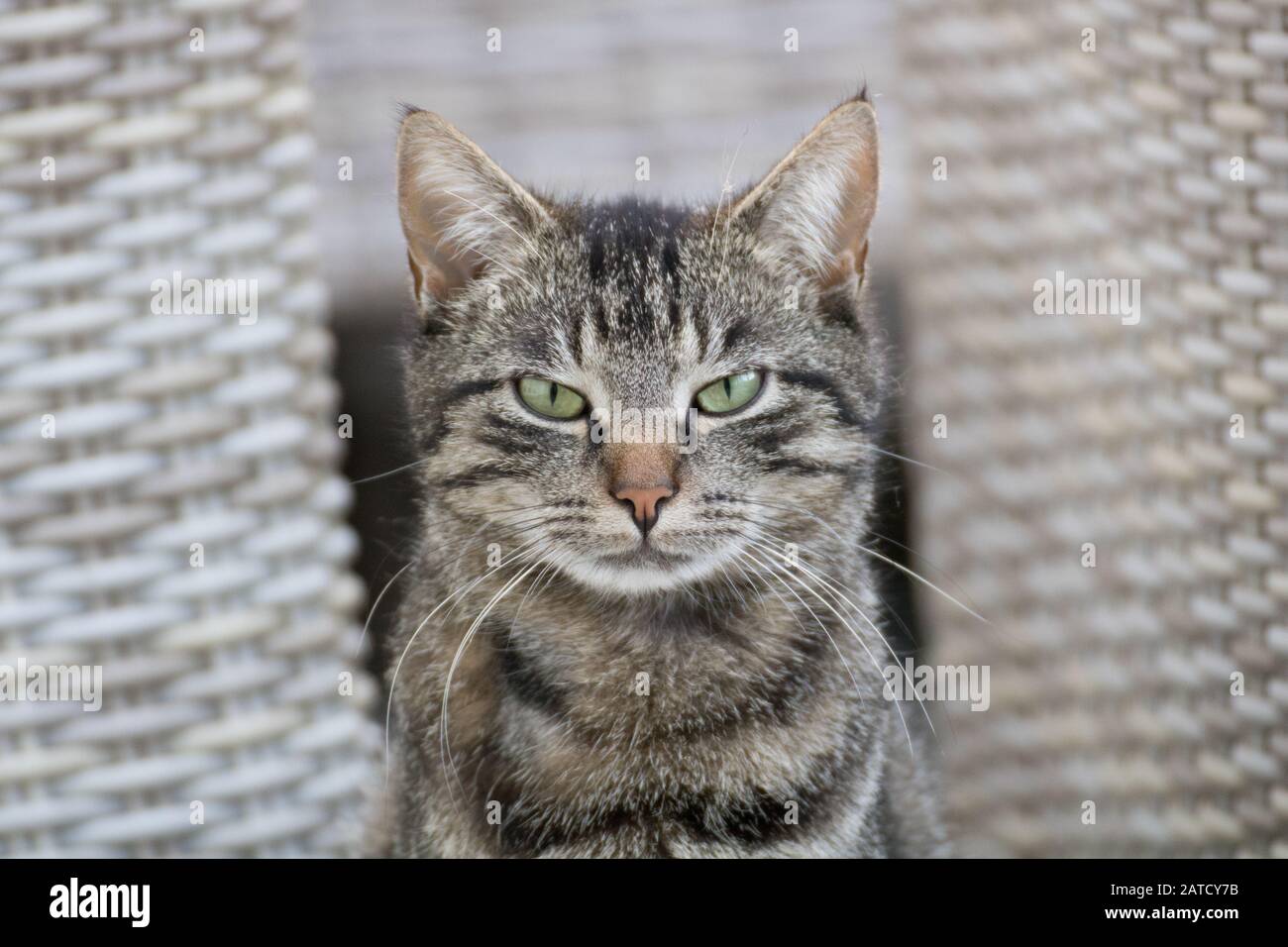 Selective focus shot of a gray cat with an angry cat face with a