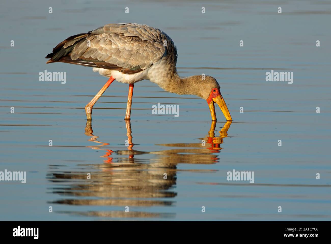 Yellow-billed stork (Mycteria ibis) foraging in shallow water, Kruger National Park, South Africa Stock Photo
