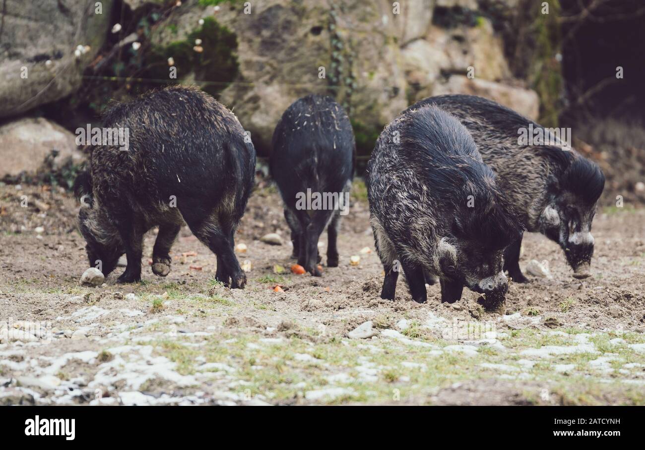 Group of wild boars foraging for food on sandy ground Stock Photo - Alamy