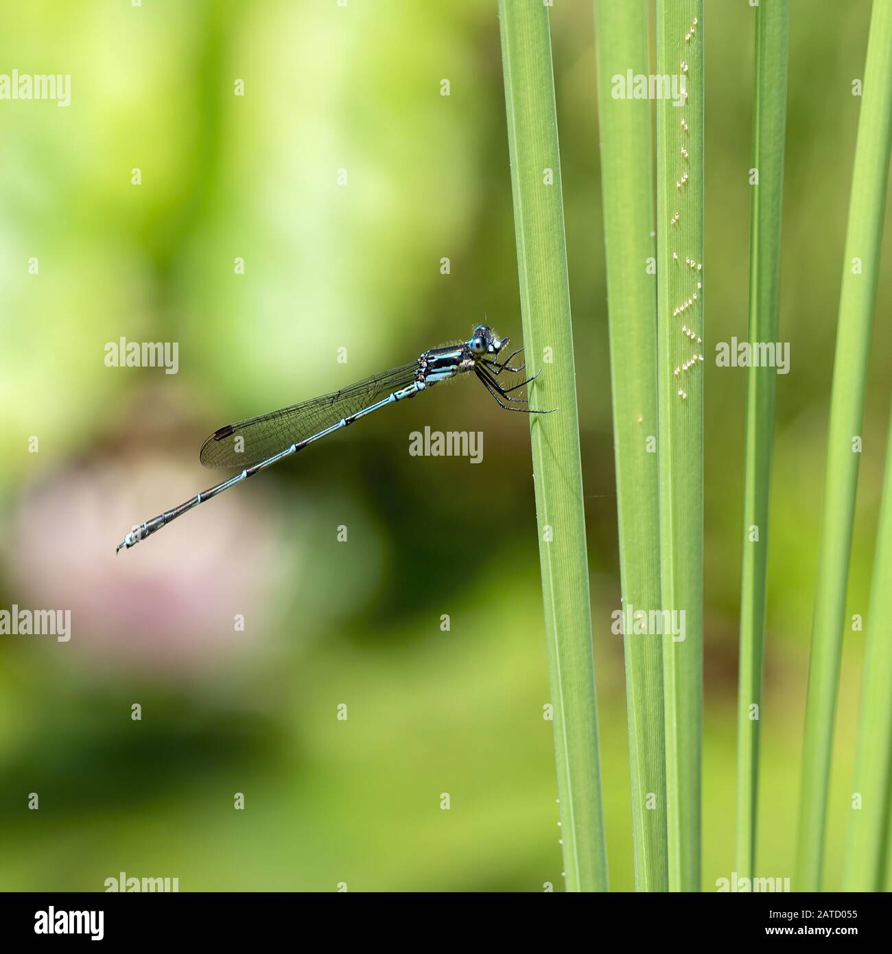 Macro shot damselfly hi-res stock photography and images - Alamy