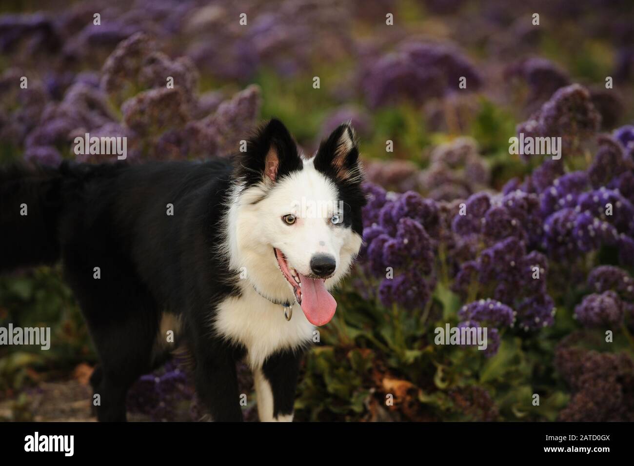 Spring Border Collies Border collie spring flowers hi-res stock photography and images - Alamy