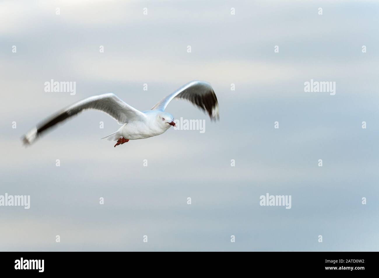 Flying Silver gull in an open, daytime cloudy sky in Cairns, Queensland. Stock Photo