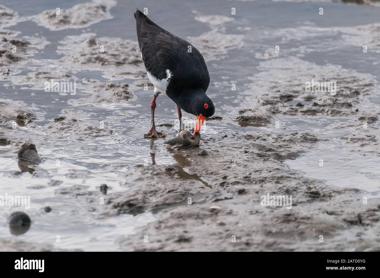 An energetic oyster-catcher probes a marooned, mudflat shell searching for a meal on the mudflats in Cairns, Queensland. Stock Photo