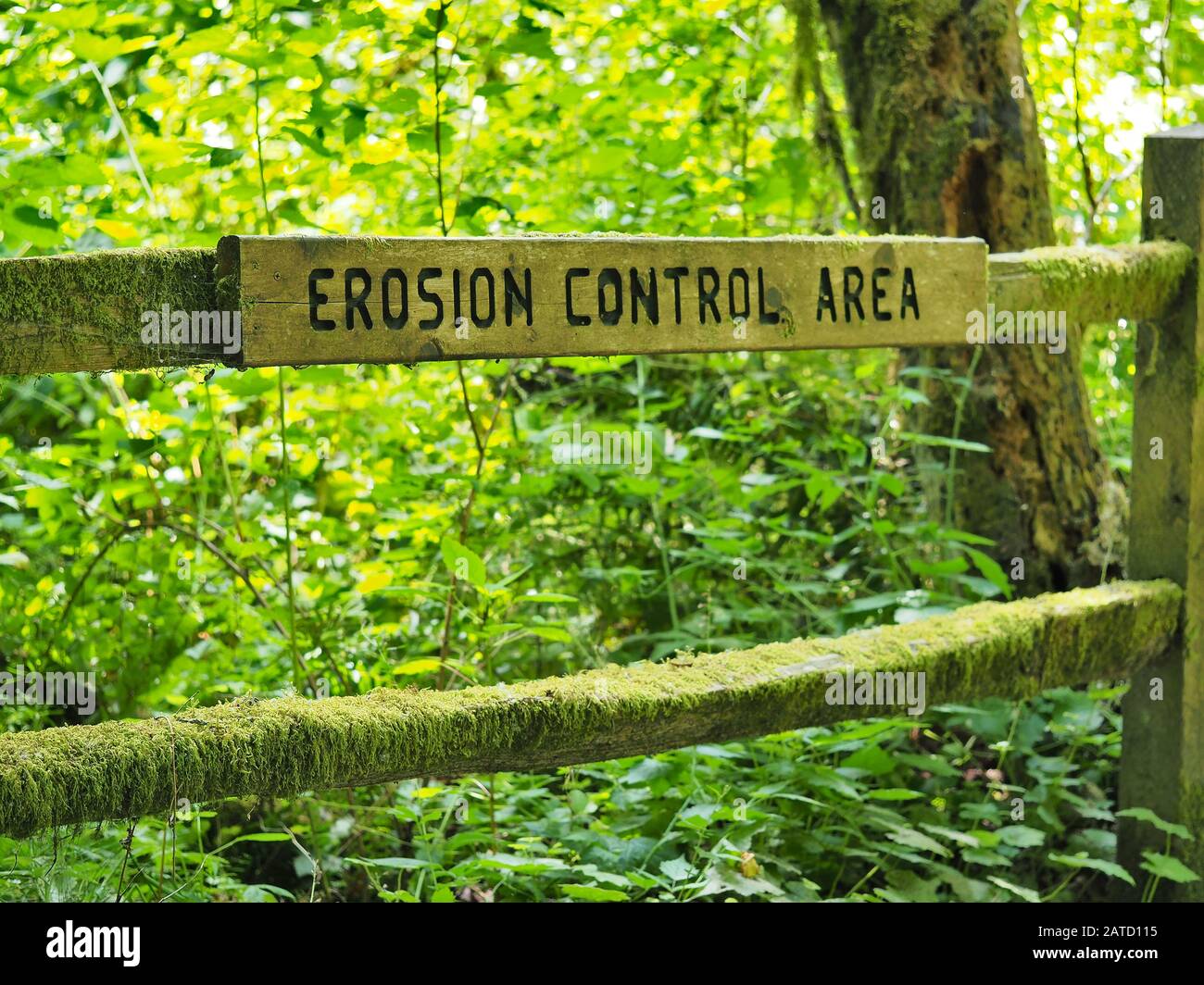 Erosion control area in a public forest, Washington state, USA Stock Photo