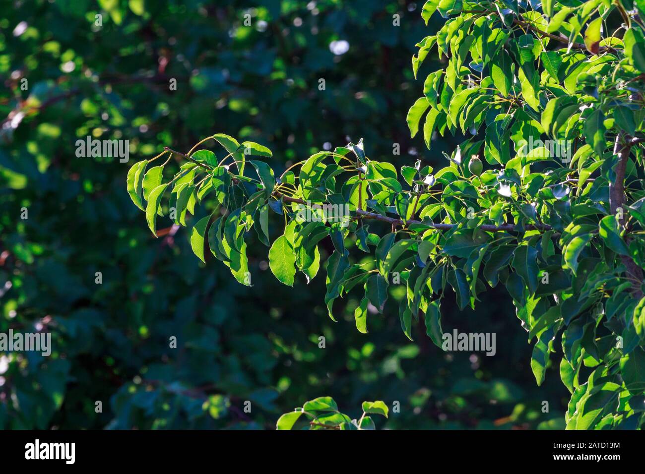 Close-up green leaf of sweet cherry with damage by ulcers of diseases and fungi of brown spotting of scab monniliosis. Gardening problems. Fungal and viral diseases of plants. Stock Photo