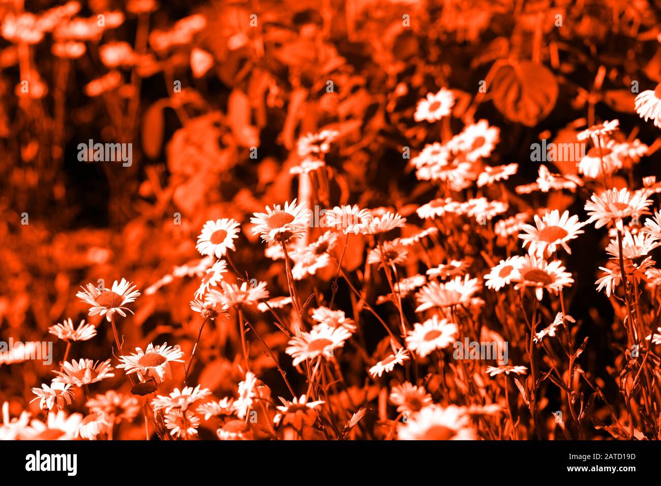 Toned orange color hi-res stock photography and images - Alamy