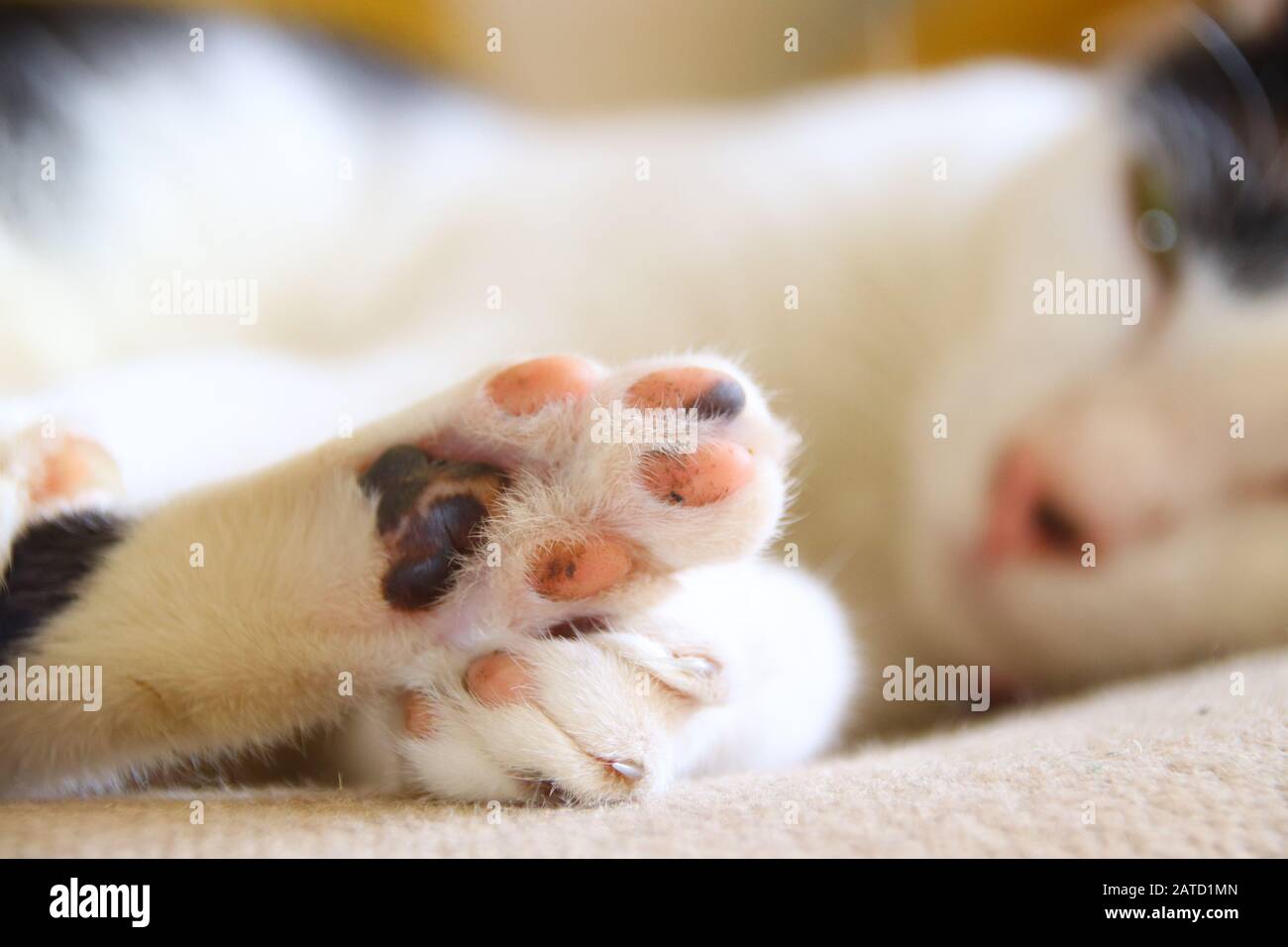 Close up of a cute pet cat comfortably sleeping in a warm bed during the winter Stock Photo