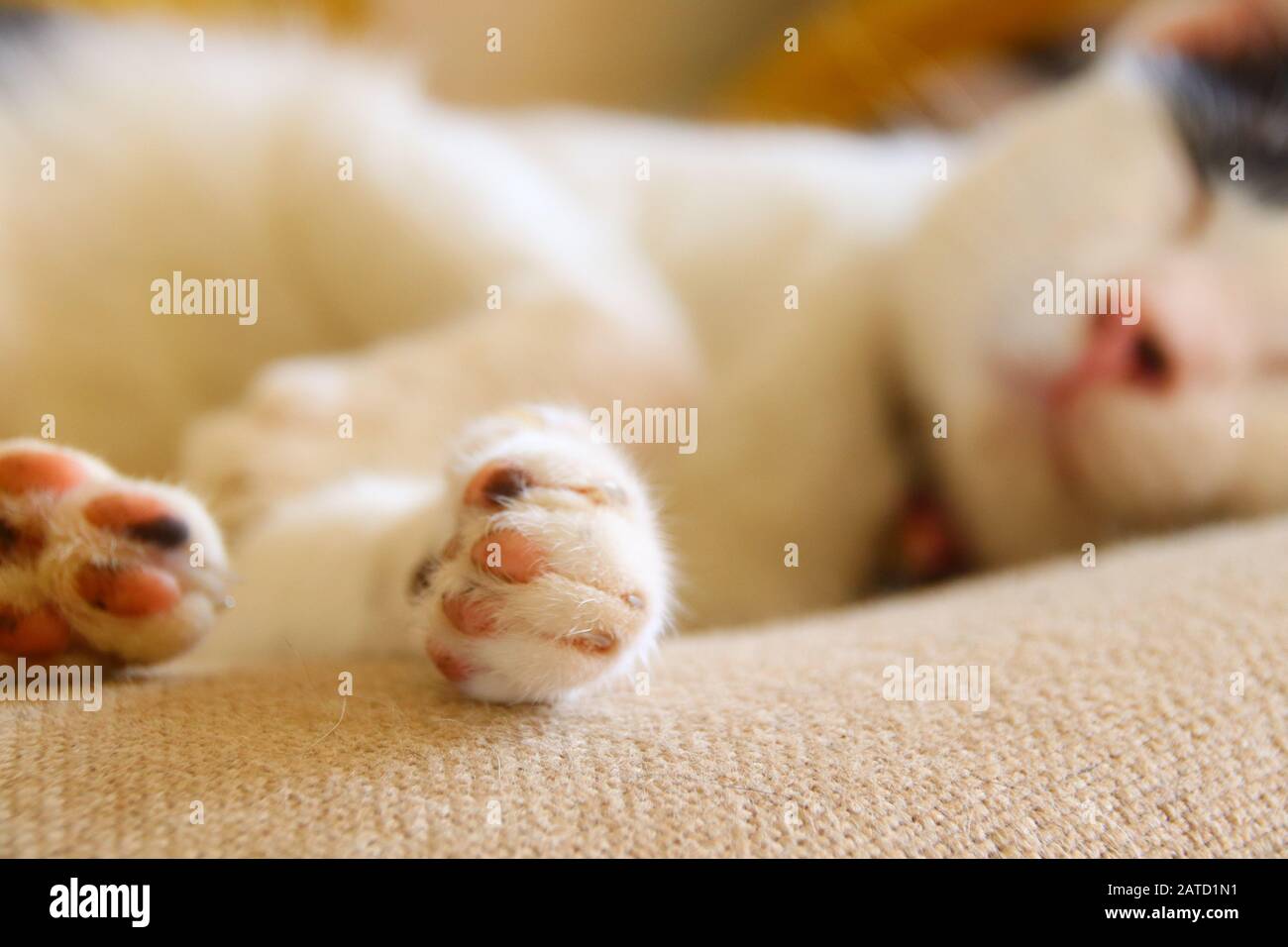Close up of a cute pet cat comfortably sleeping in a warm bed during the winter Stock Photo