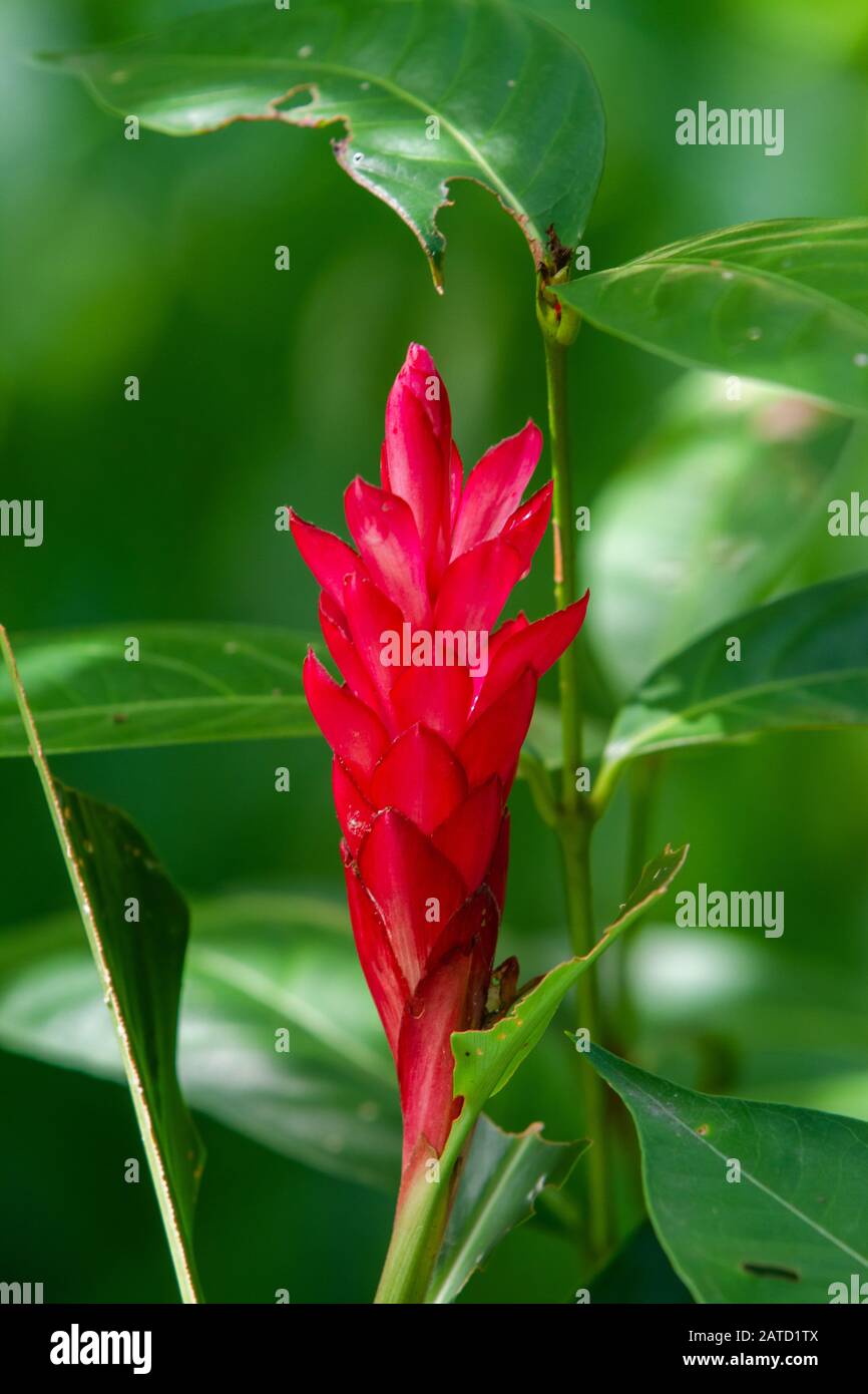 Alpinia purpurata, red ginger, also called ostrich plume and pink cone