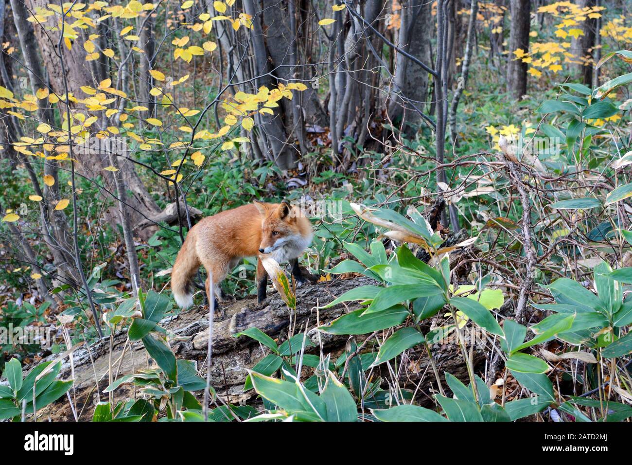 Wild red fox hunting for prey in Sapporo, Japan Stock Photo Alamy