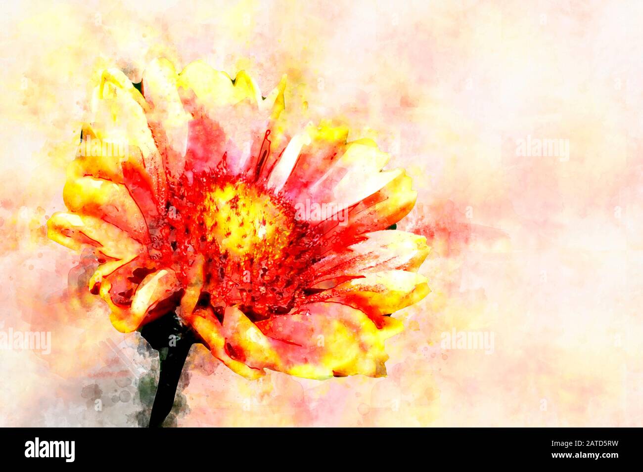 Red Helenium flower close-up on green grass background. Stylization in watercolor drawing Stock Photo