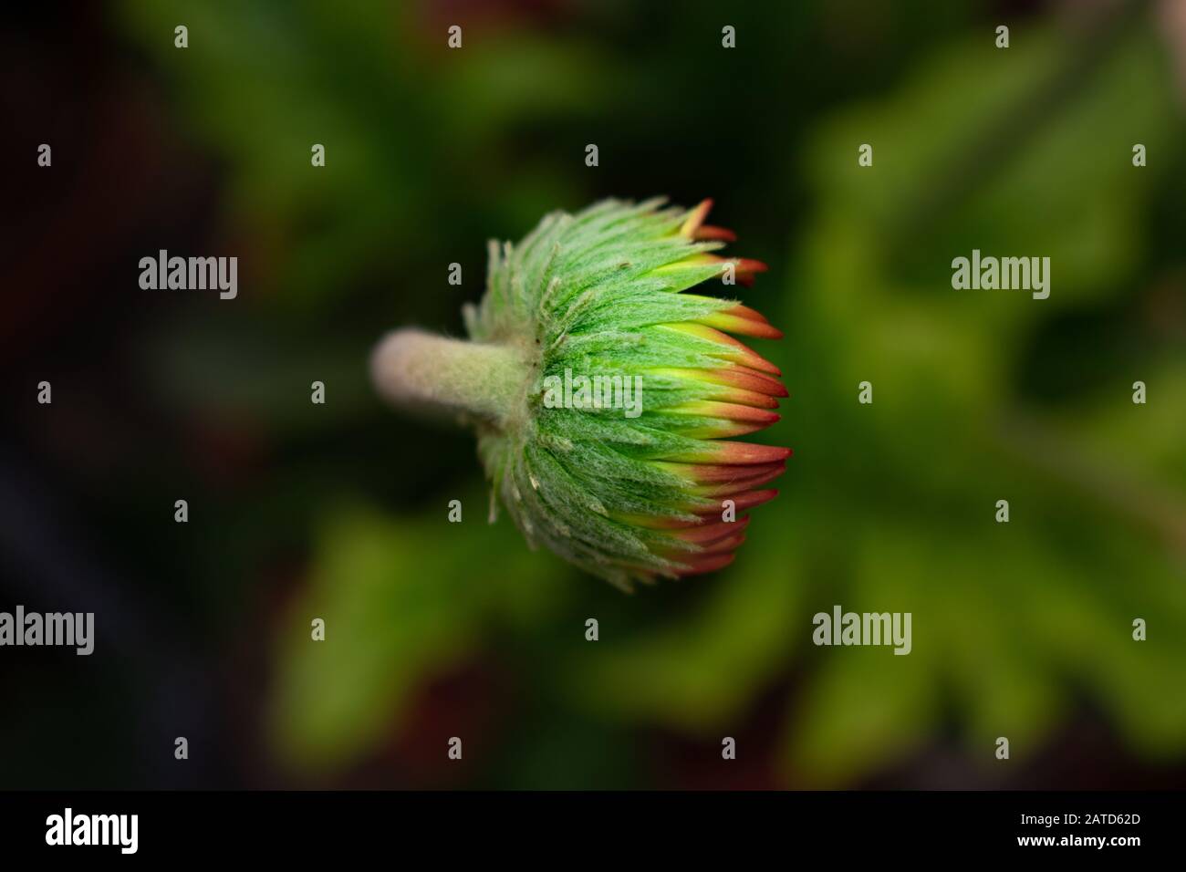 red gerbera daisy bud Stock Photo Alamy