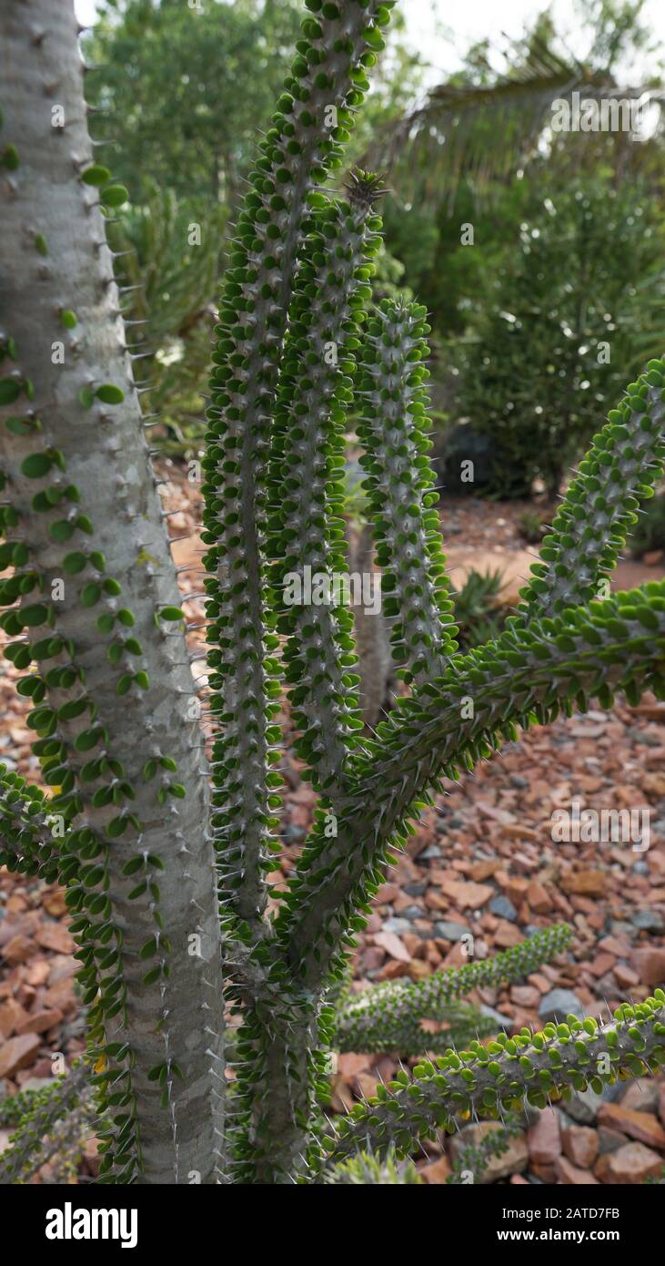 Alluaudia procera is a deciduous succulent plant species of the family Didiereaceae. This plant has thick water-storing stems and leaves. Octopus tree Stock Photo