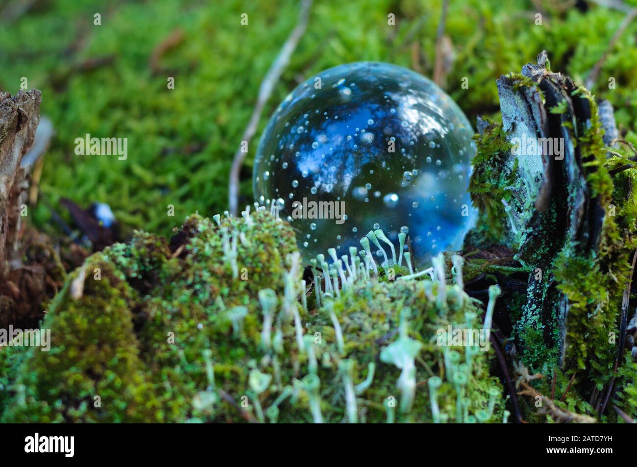 a glass ball on a stump covered with light green moss in the forest ...