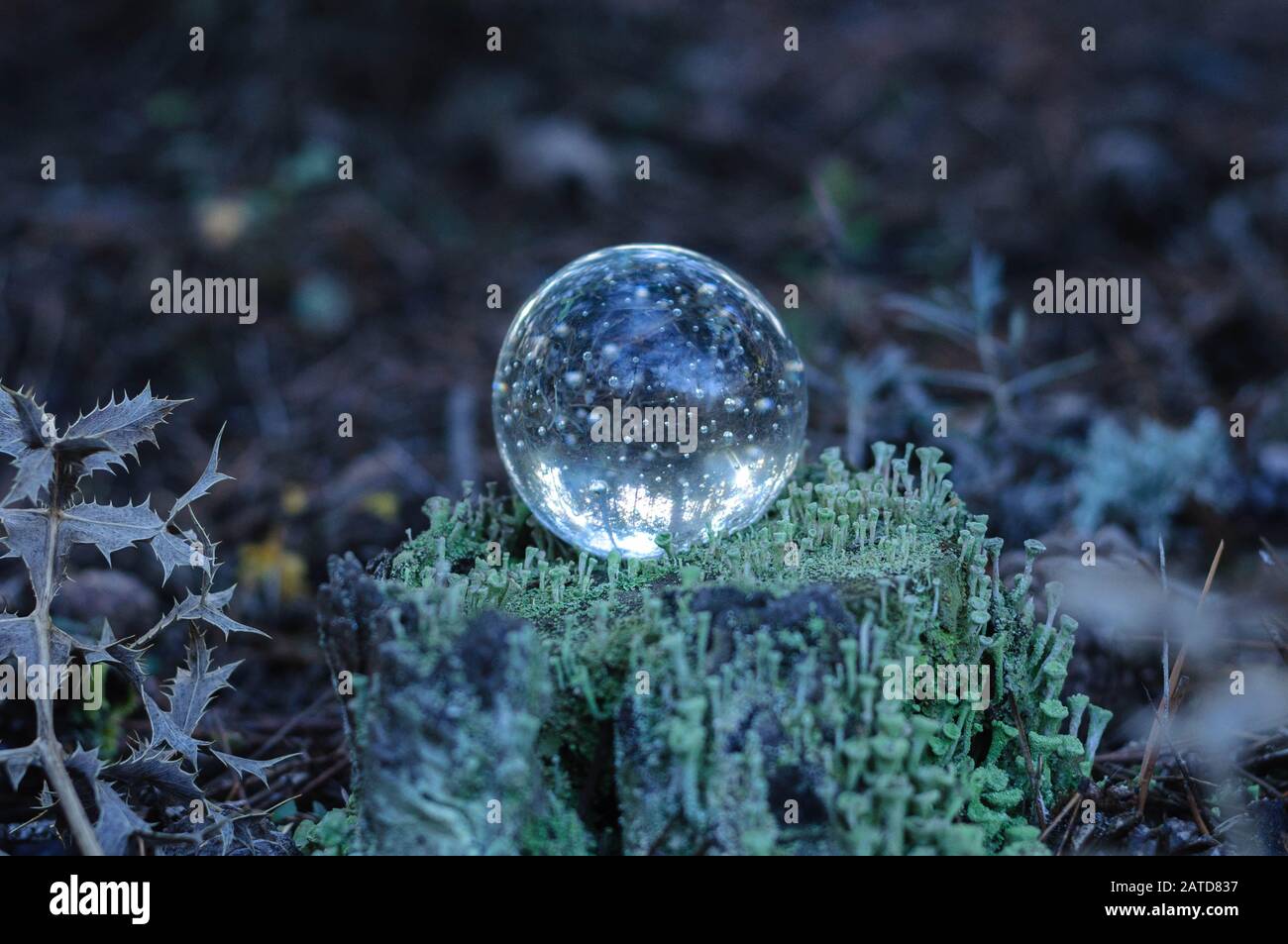 a glass ball on a stump covered with light green moss in the forest ...