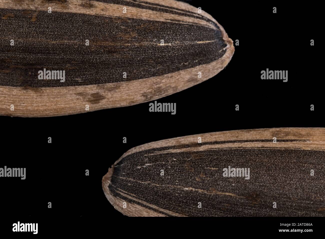 macro sunflower seeds with clipping path isolated on black Stock Photo ...