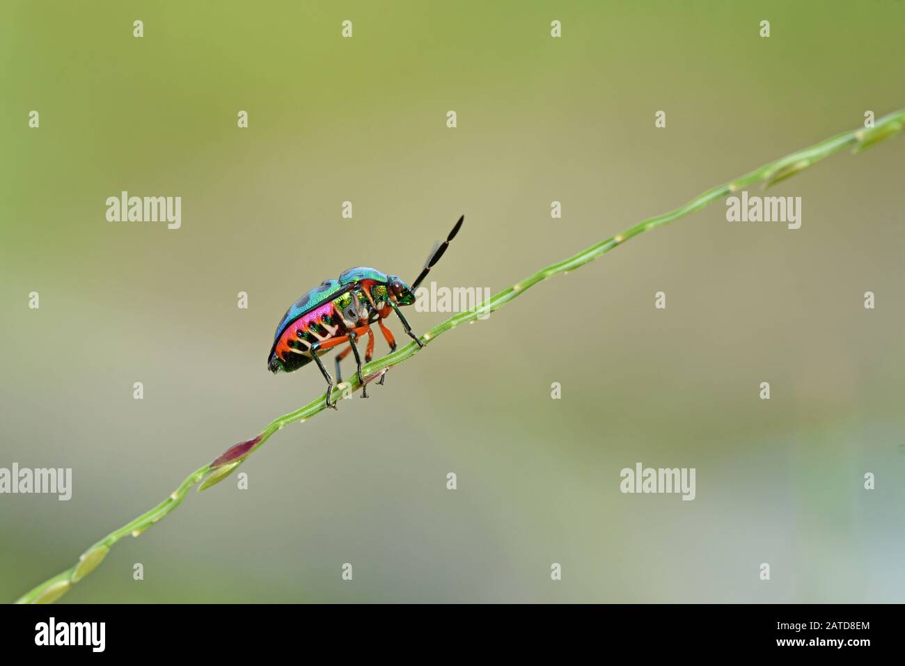 Close-up of a bug on a plant, Indonesia Stock Photo