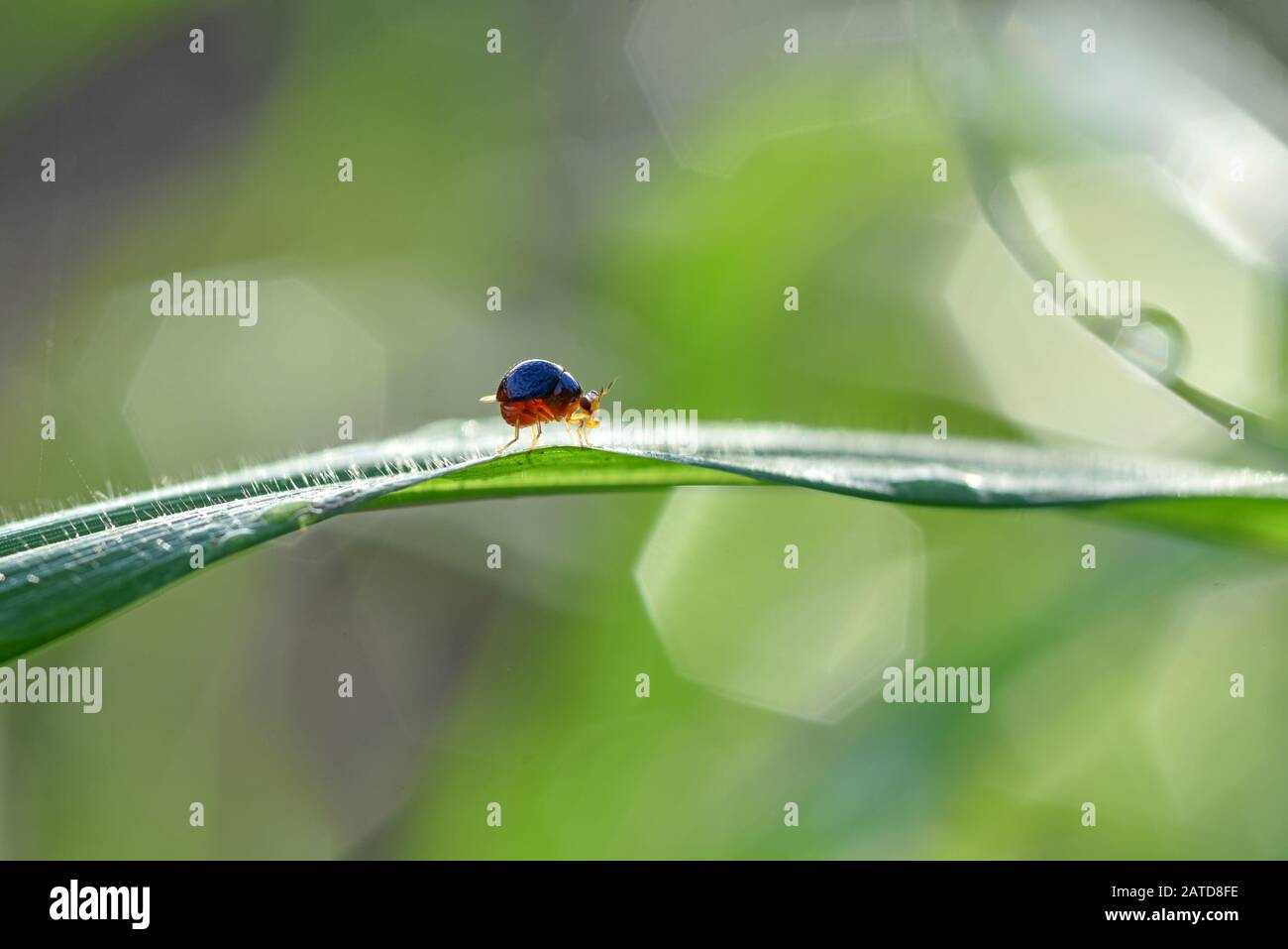 Close-up of a bug on a leaf, Indonesia Stock Photo