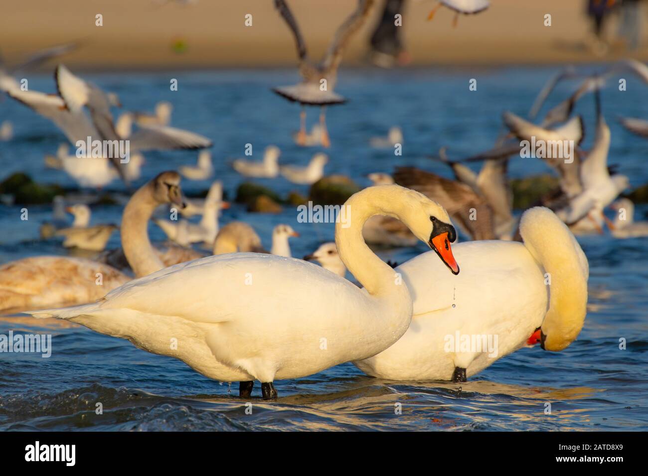 A Swarm Of Birds calm Mute Swans Silver Seagulls young And Adult a-swarm-of-birds-calm-mute-swans-silver-seagulls-young-and-adult