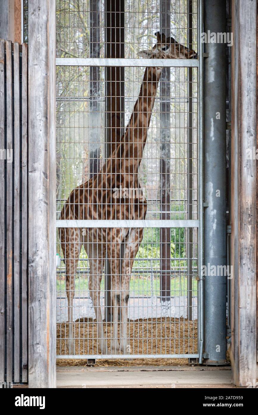 January 28, 2020France. A giraffe behind a screen door in a zoo Stock